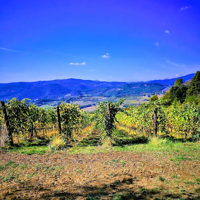 Soldi europei per i vigneti toscani