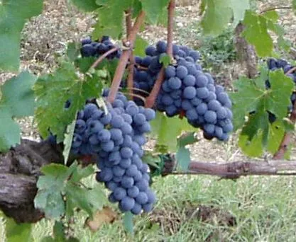 Il Chianti Colli Fiorentini per la promozione del territorio