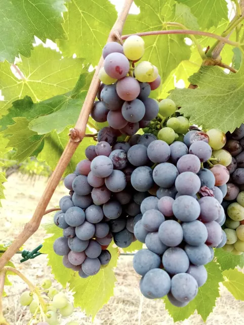 D'agosto moglie mia non ti conosco La vendemmia 2021 del Vino Chianti Colli Fiorentini